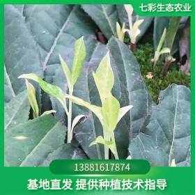 新品種極白茶苗 極白奶白茶苗供應 基地批發茶苗