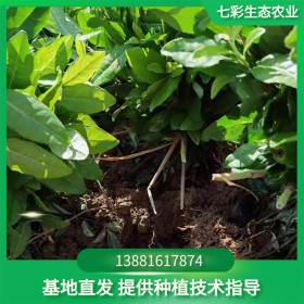 極白茶苗基地供應 扦插苗特色茶樹苗批發 量大從優 七彩生態農業茶苗基地