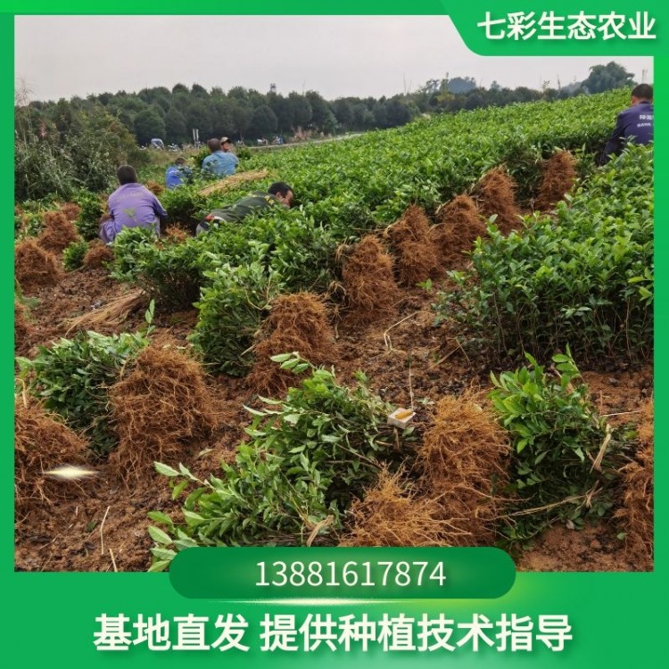 茶苗現貨出售 專業多種茶園種植茶苗易存活 七彩農業