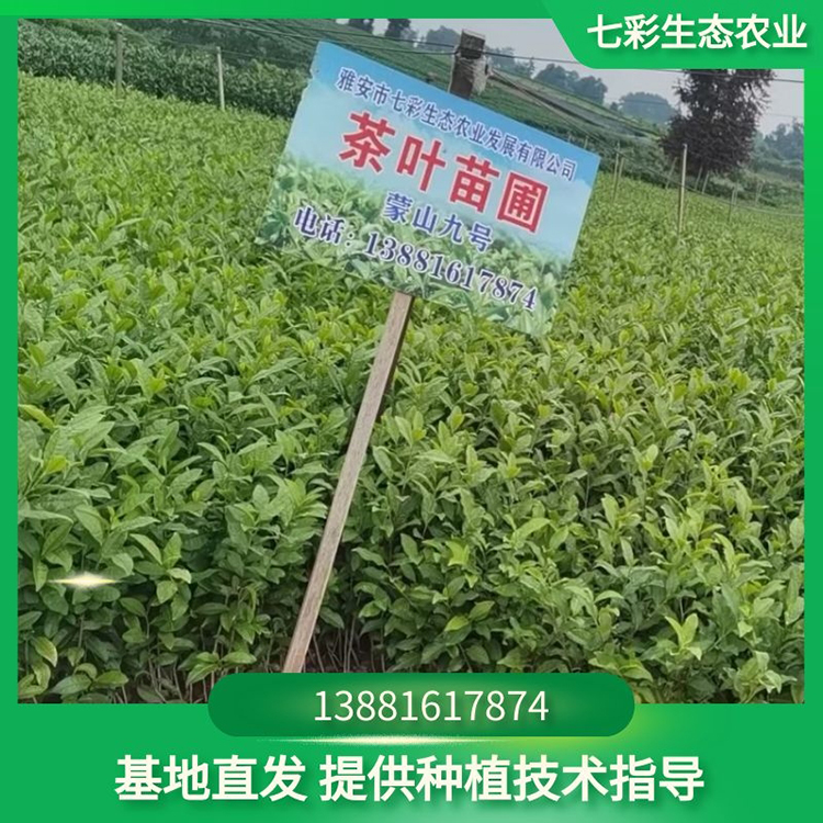 苗圃種植茶苗幼苗現貨出售 七彩農業種苗出售