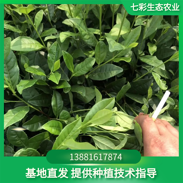 福鼎大白茶苗 苗圃種植幼苗 綠化苗木 七彩農(nóng)業(yè)