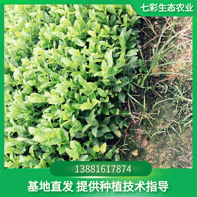 福選九號茶苗種植幼苗現貨出售 高成活率易種植 七彩