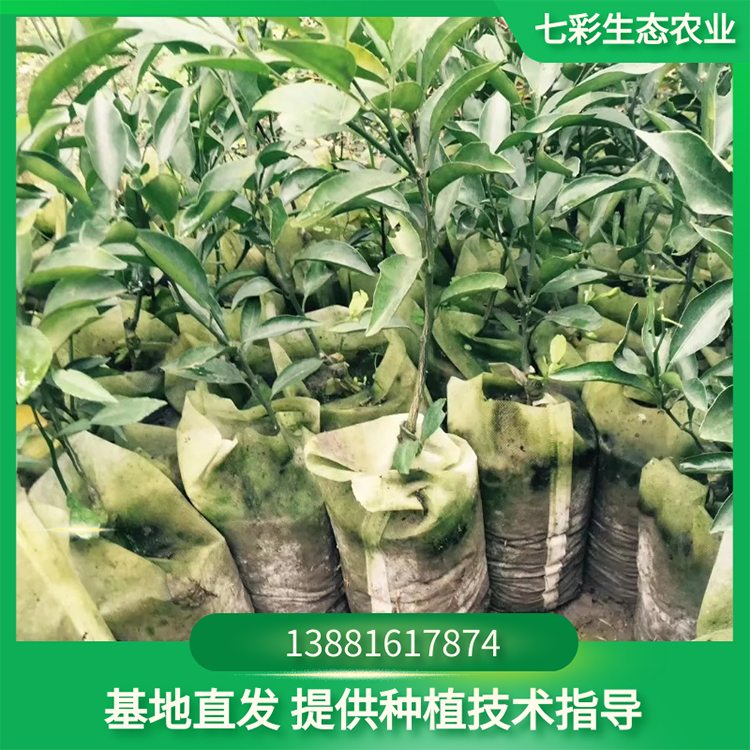 甘甜易存活高產量柑橘苗 苗圃種植果樹樹苗 七彩