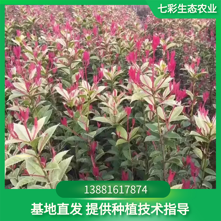 桂花樹苗 3公分樹苗觀賞用 優質苗木種植基地 七彩