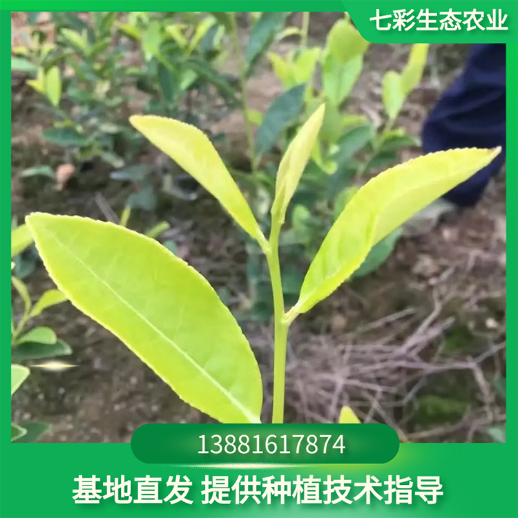 高品質易存活黃金芽茶苗基地種植現貨出售 七彩農業