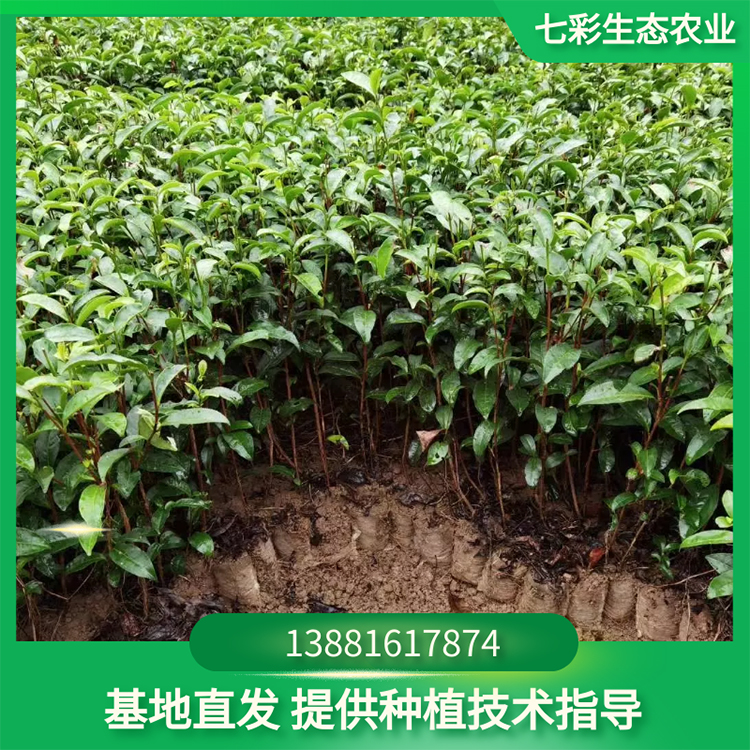 奶白梅占營養袋茶苗種植出售 茶苗基地現貨 七彩農業