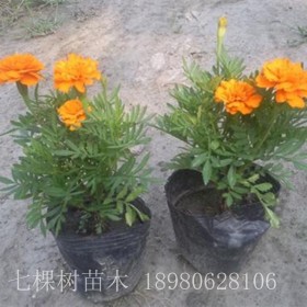 草花 成都草花批發基地