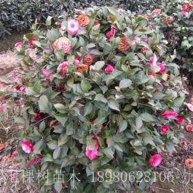 茶花球 茶花球批發(fā)基地 找成都七棵樹園林 茶花球價(jià)格