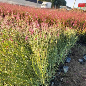 成都山桃草批發  綠化山桃草地苗杯苗 七棵樹苗圃批發