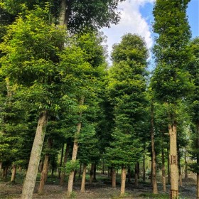 浙江批發楨楠樹  七棵樹楨楠種植基地