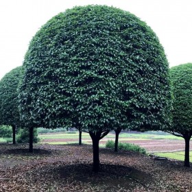 成都批發桂花樹 2至18公分低分枝桂花樹