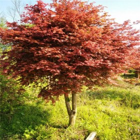 重慶批發紅楓樹 紅楓樹種植基地直銷