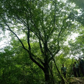 從生單桿黃連木 10至30公分 園藝景觀樹