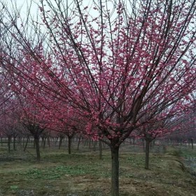 四川紅梅樹 七棵樹基地種植銷售 直徑3-12公分