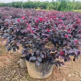 成都批發紅花繼木  觀葉植物紅花繼木