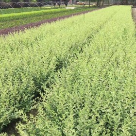 成都銀姬小蠟苗木 道路色塊綠籬 花壇花鏡公園綠色植物