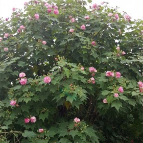 成都木芙蓉基地  多桿 紅花 白花 規(guī)格齊全