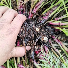 百部種植介紹