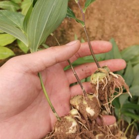 百部種植介紹