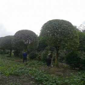 四川桂花樹批發 園林景觀工程桂花樹批發 桂花樹基地 出售桂花樹苗