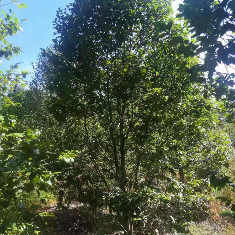 四川基地直銷茶花樹 茶花球 茶花樹批發