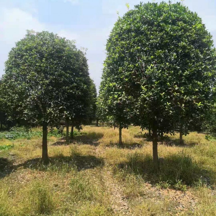 成都精品桂花樹 桂花樹價格 基地直銷 歡迎咨詢 12cm桂花樹批發(fā)