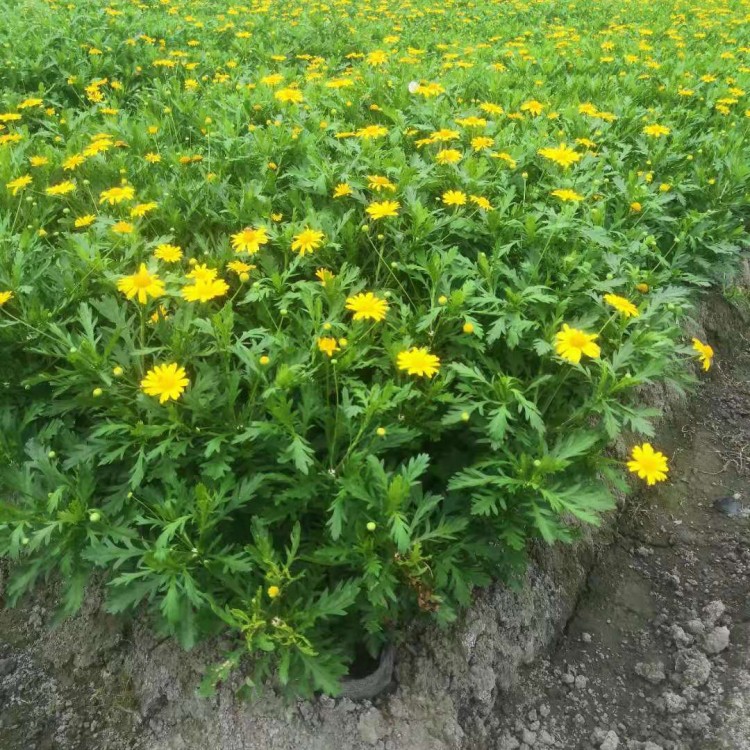 四川木春菊栽培基地 四季木春菊小苗 好養(yǎng)易活 木春菊 高度30cm  冠幅25cm