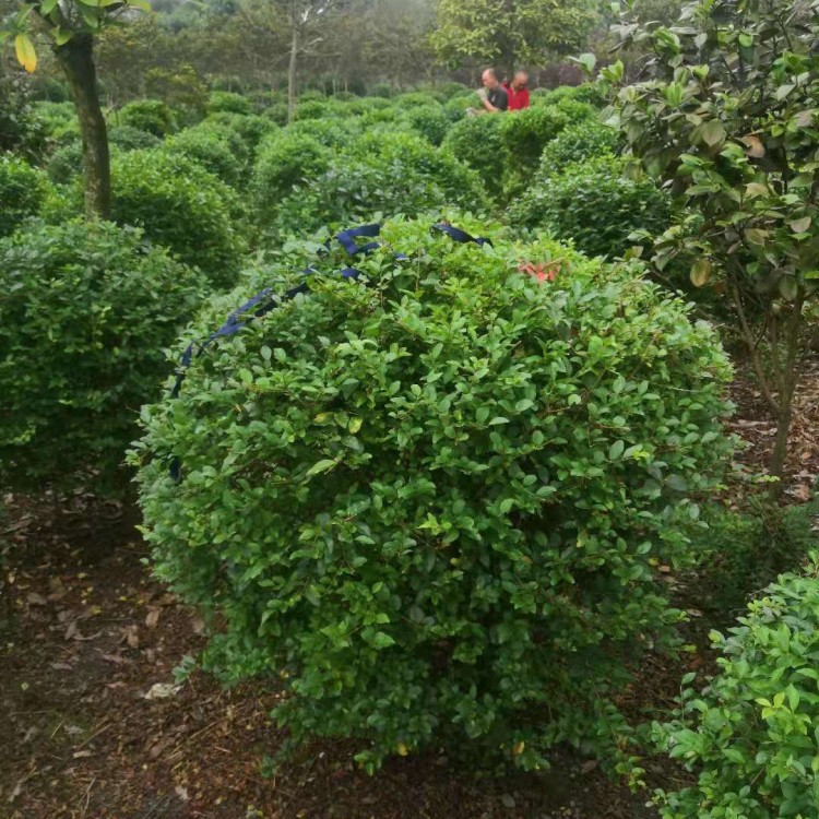 蓉錦創(chuàng)綠化苗木培育基地 1.2米金葉女貞球廣場花壇綠化用苗