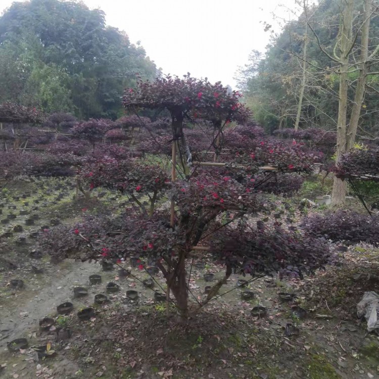 批發造型紅花繼木 園林綠化工程庭院精品紅花繼木四川 基地直銷