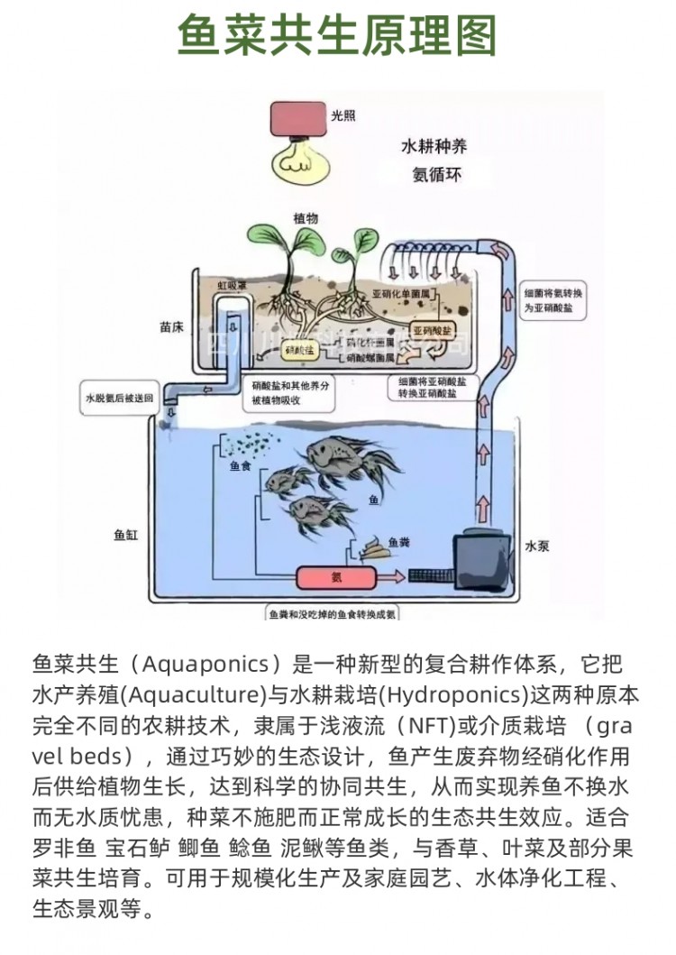 魚菜共生詳情頁_3