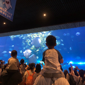 成都戲浪別墅大型魚缸定做廠 亞克力水族箱定做 酒店亞克力大魚缸設計定做