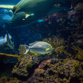 重慶戲浪亞克力魚缸廠 大魚缸定做觀賞水族箱 大型海水魚缸制作 海洋透明隧道設計安裝