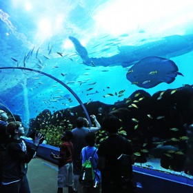 戲浪大型水族館設(shè)計 亞克力大魚缸 海洋館設(shè)計安裝 施工 承接海洋館規(guī)劃