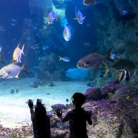 四川戲浪海洋館設計 大型亞克力魚缸定做公司 水族館施工建造 海洋館水產養殖過濾設備系統