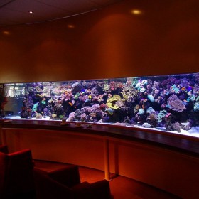 戲浪大型觀賞魚缸定做 海洋館設計 水族館建造施工 海洋餐廳設計合作