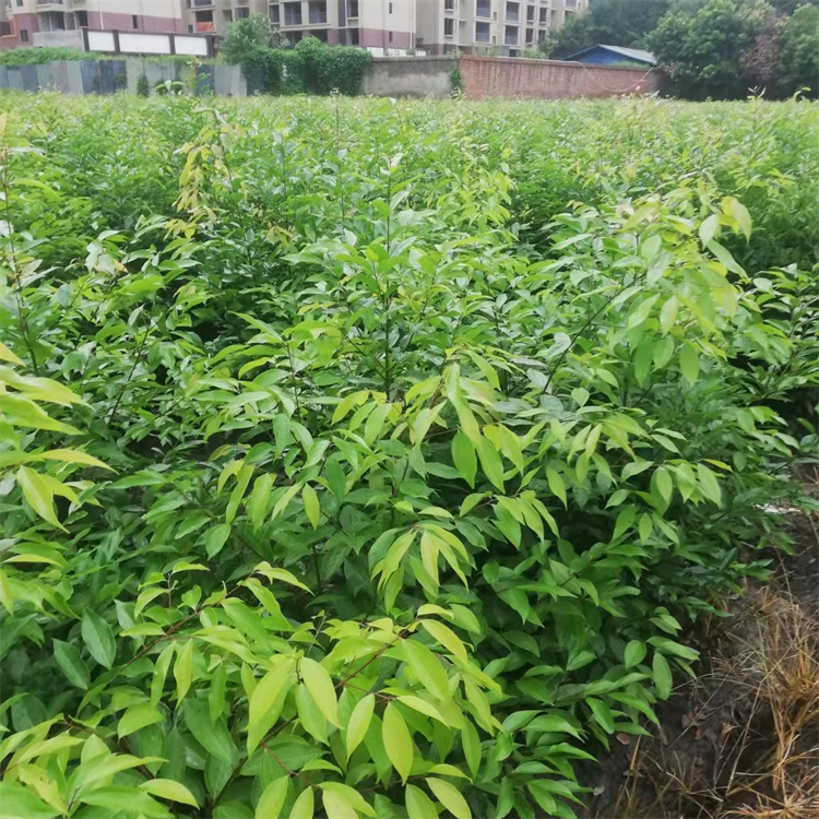 叢生天竺桂 高桿桂花 常綠喬木種植園林景觀工程綠化 多規格