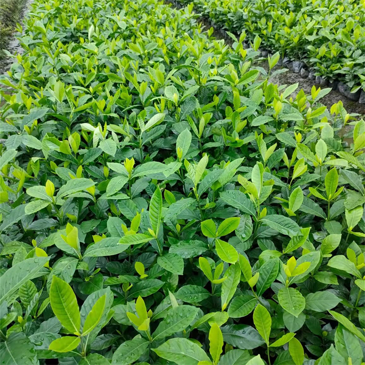 白色花系大葉梔子 庭院道路綠化觀賞植物 帶土發貨 易成活