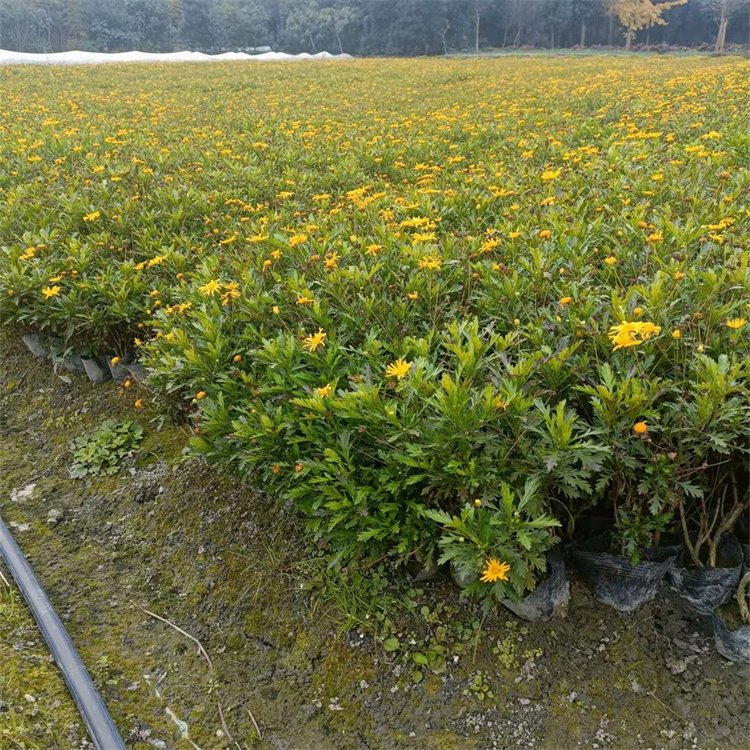 木春菊種植大戶 瑪格麗特菊大杯小杯苗 高度15-50公分 綠化工程苗