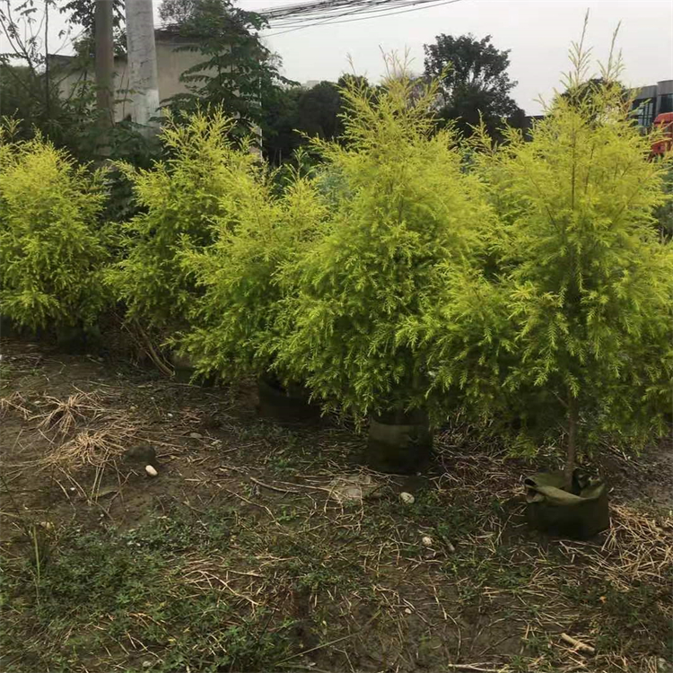 千層金 地被植物 黃金香柳 常綠喬木 小區綠化樹木 貨量充足