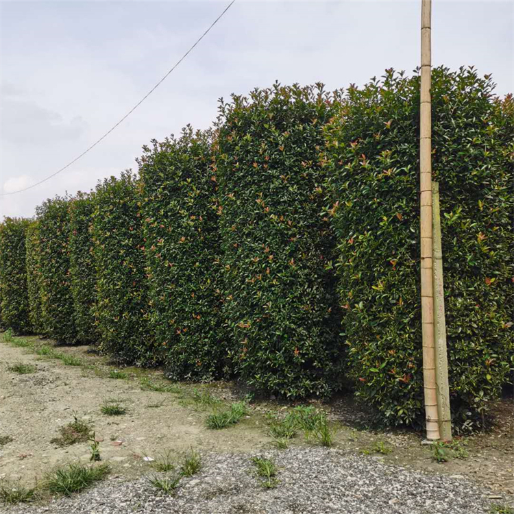 紅葉石楠柱基地 小區(qū)公園綠化造型植物 工程綠化基地供應(yīng)