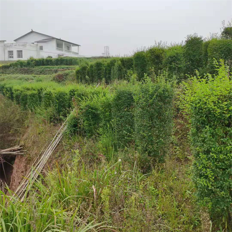 基地批發 小葉女貞柱 毛葉丁香柱 園林綠化苗木