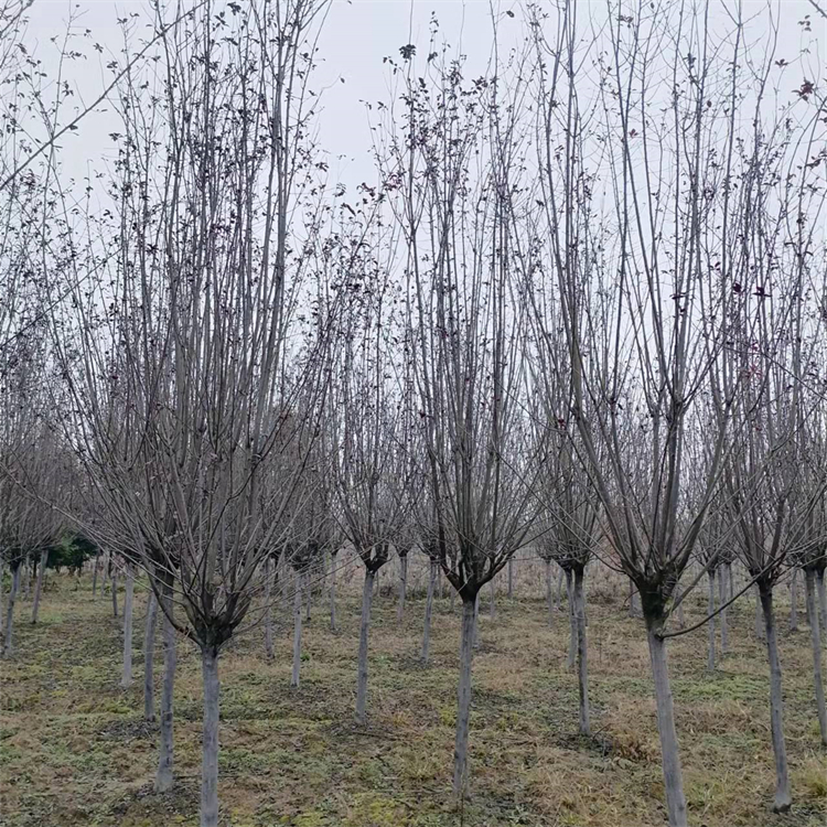 紅葉李 精品苗木種植中心 紫葉李樹苗 道路綠化景觀樹 落葉小喬木