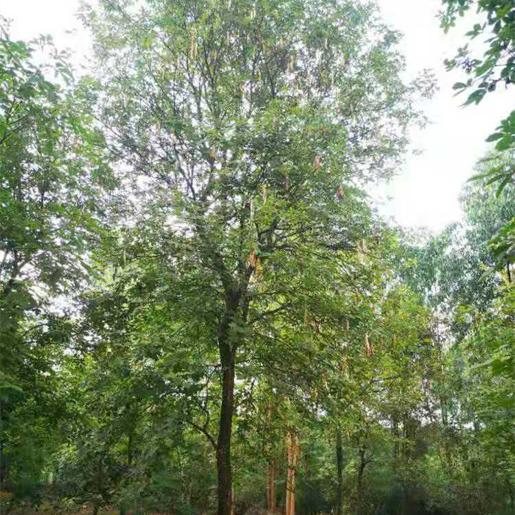 黃花風鈴木 行道風景樹 性喜高溫 先花后葉 園林種植綠化基地