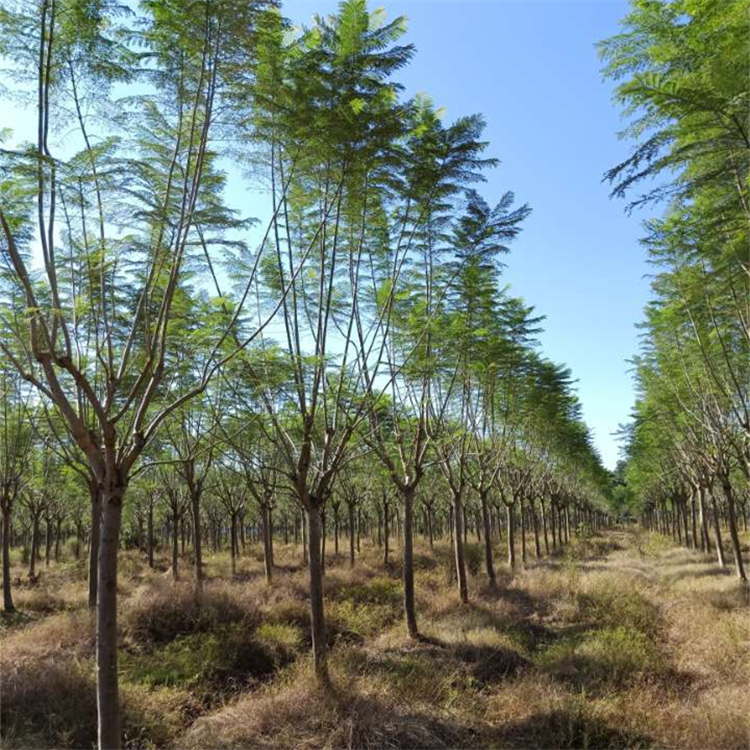 藍花楹 市政道路城市園林景觀綠化 基地苗木批發