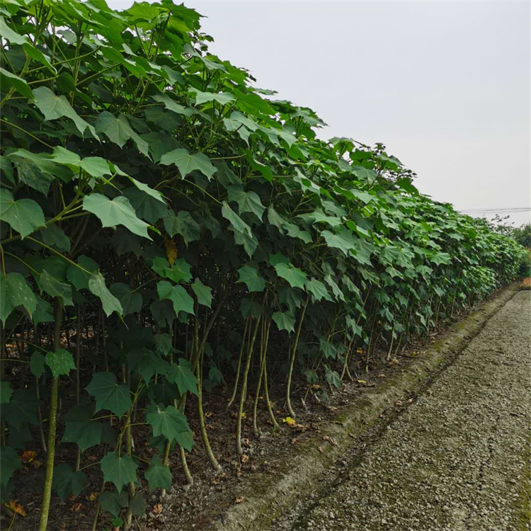 木芙蓉 5到15公分 紅花獨(dú)干叢生品種 落葉小喬木基地