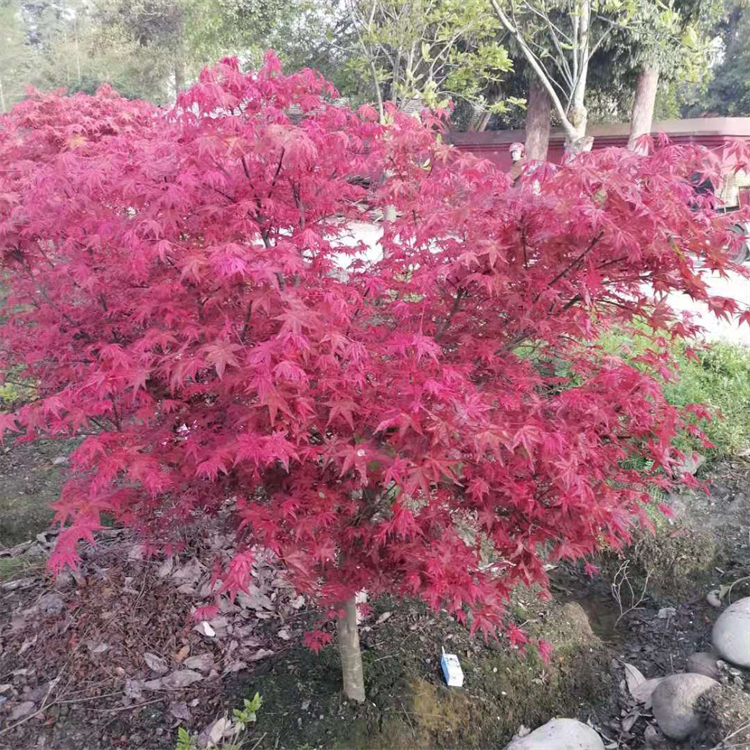 日本紅楓孤植群植行道樹種植 貨源充足 景觀樹 園林綠化10公分