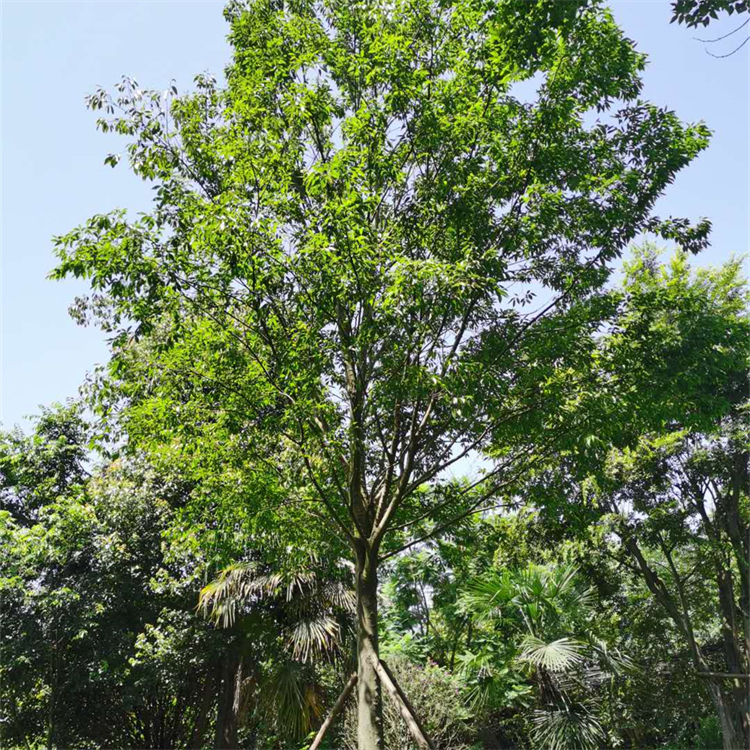 大量現(xiàn)貨叢生樸樹(shù)批發(fā) 基地種植 樹(shù)干壯實(shí) 提供移栽技術(shù)支持