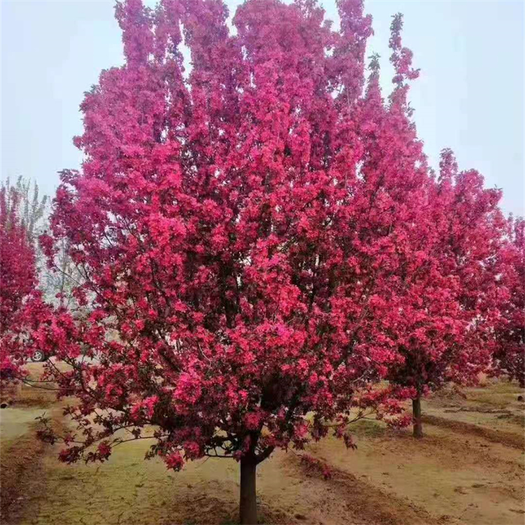 批發(fā)優(yōu)質(zhì)絢麗海棠 園林綠化工程苗木 北美海 棠樹(shù)苗 品種多 規(guī)格全