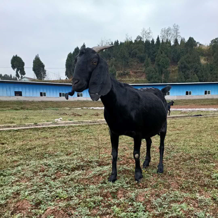 努比亞山羊 大耳朵羊 專業養羊戶養殖