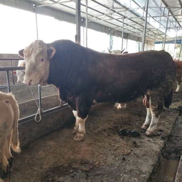 肉牛供應 四川向前肉牛養殖場 肉牛批發